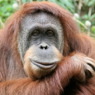 Conhea o Tinder para orangotangos