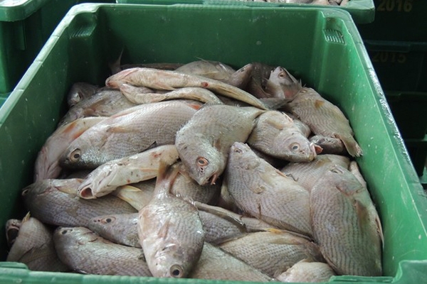 Ibama apreende 8 toneladas de peixes em barco irregular em Itaja