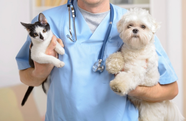 Profissionais comemoram Dia do  Veterinrio com encontro em Gaspar