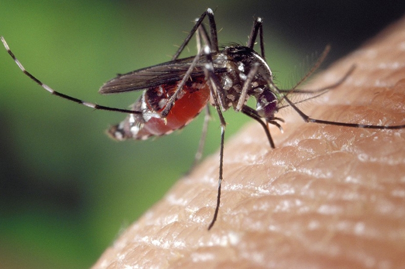 SC tem 11 municpios com alto risco de transmisso de dengue, diz Dive