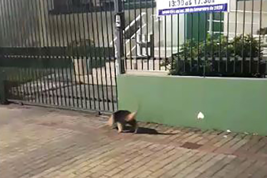 Tamandu  flagrado no Centro de Gaspar