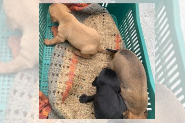 Ces abandonados esto disponveis para adoo na PM de Gaspar