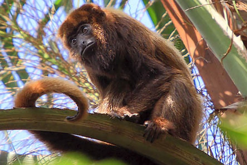 Sete macacos morrem em Blumenau este ano com suspeita de febre amarela