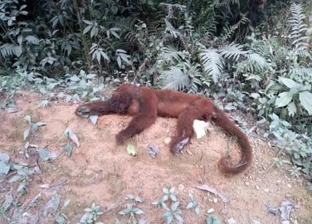 Confirmada morte de macaco por febre amarela em Gaspar