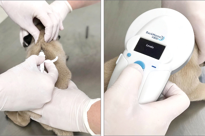 Animais acolhidos pela Agapa recebem microchips de identificao