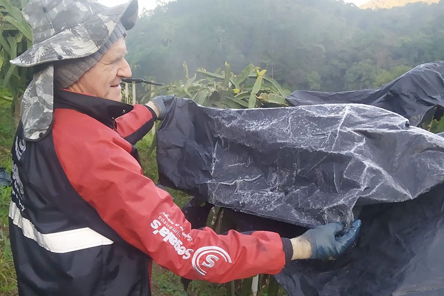 Geada toma conta de plantao de pitayas no Belchior Alto, em Gaspar