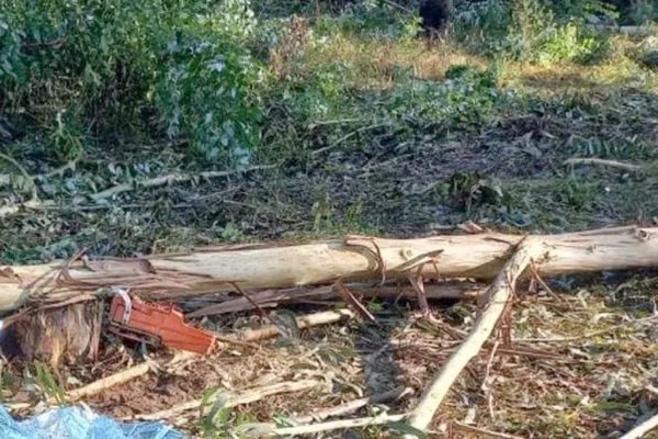 Trabalhador morre atingido por rvore no Norte de SC