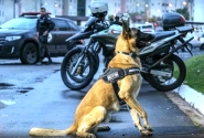 Cão policial que ajudou a prender mais de 230 pessoas se aposenta em Blumenau 