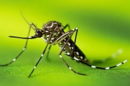 Aumento dos casos de dengue faz SC decretar situação de emergência
