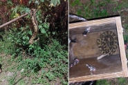 Jararacuu de mais de 1 metro  capturada em rea residencial em Blumenau