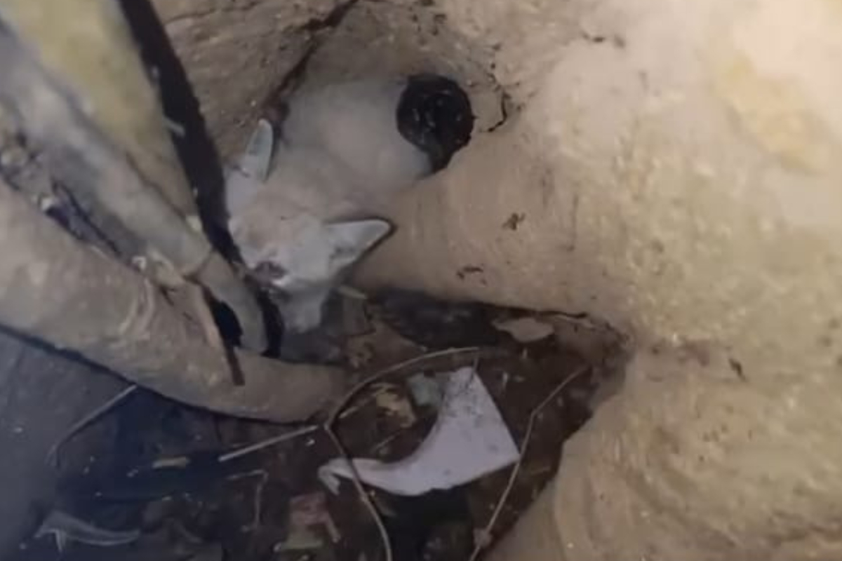 Filhote de gato abandonado  resgatado depois de mais de uma hora de ao dos bombeiros