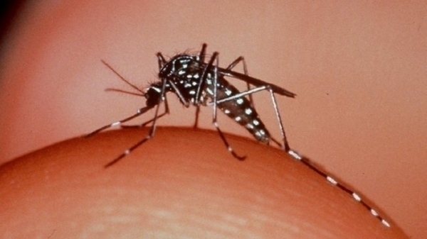 Come�a em S�o Paulo teste que detecta dengue em 20 minutos