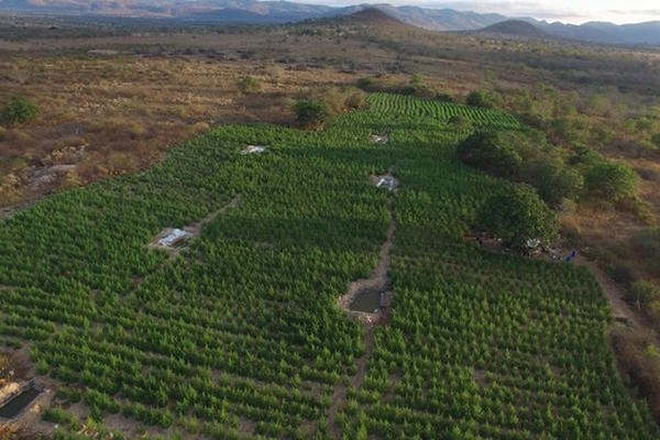 PF destr�i 36 mil p�s de maconha que tinham at� sistema de irriga��o em PE