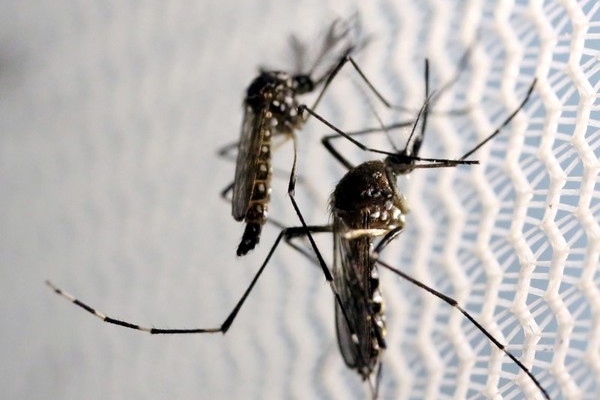 Brasil tem mais casos de chikungunya do que de zika em 2016