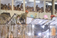 Liesa manifesta preocupação com acidentes na Sapucaí