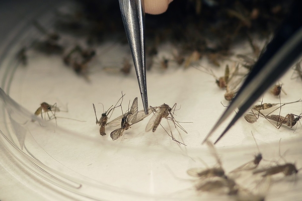Ministério da Saúde declara fim da emergência em saúde pública por zika e microcefalia