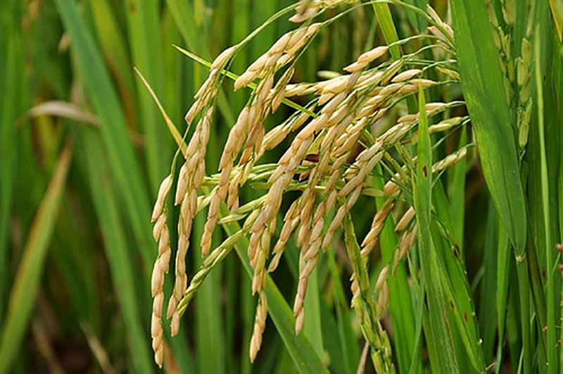 O ouro de Gaspar  o arroz