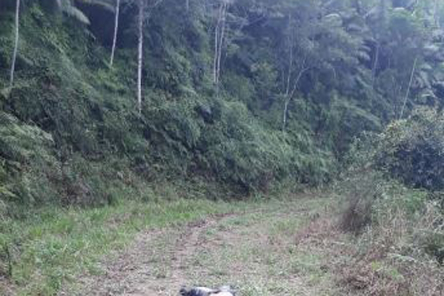 Corpo sem cabea  encontrado no bairro Gaspar Alto, em Gaspar