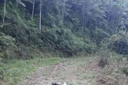Corpo sem cabea  encontrado no bairro Gaspar Alto, em Gaspar