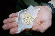 Homem  encontrado com 44 pedras de crack no bairro Coloninha, em Gaspar