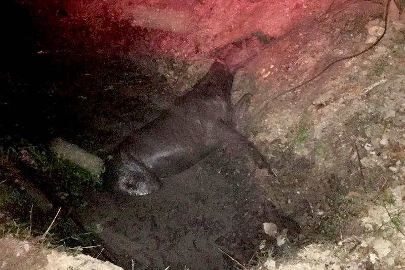 Cavalo  resgatado aps cair em vala no bairro Figueira, em Gaspar