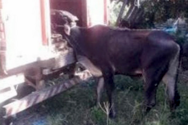 Polcia encontra animal machucado e indcios de farra do boi em Navegantes