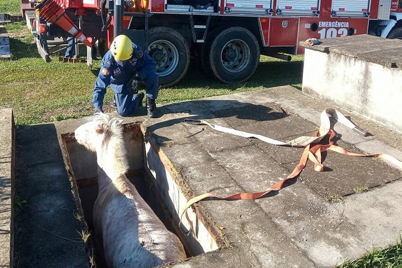 Cavalo cado em tmulo aberto  resgatado por guincho em Mafra