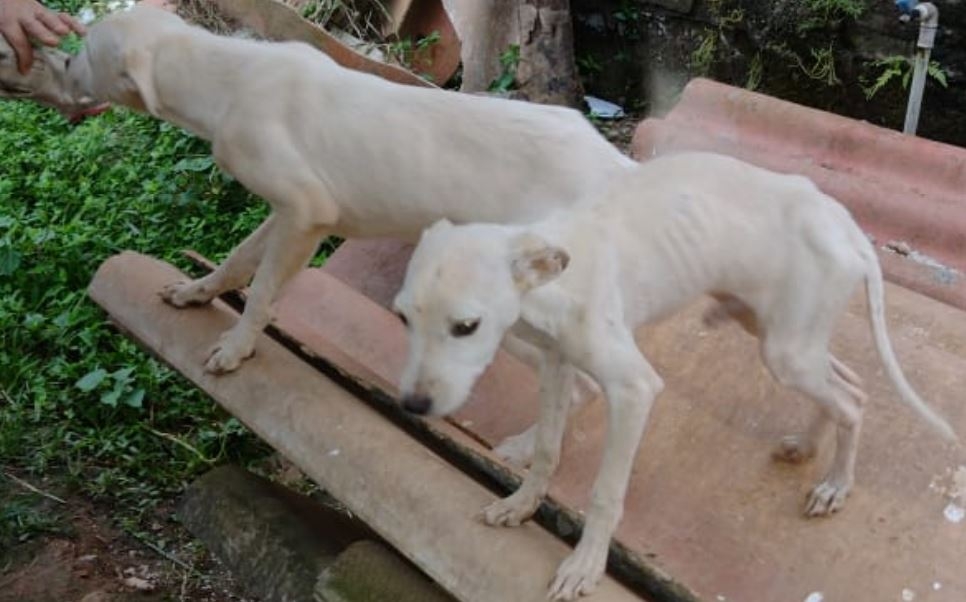Morador do Santa Terezinha  levado  delegacia pelo crime de maus-tratos contra animais