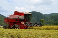 Começa a colheita de arroz em Gaspar