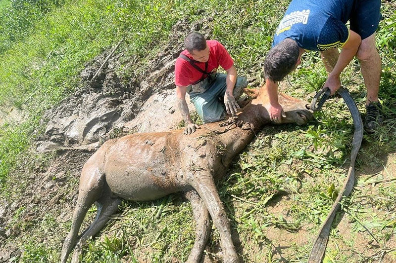 Bombeiros voluntrios resgatam cavalo atolado em Ilhota