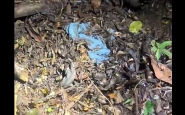Corpo de menina morta em Indaial estava em cova rasa: vdeo mostra momento em que policiais o encontram