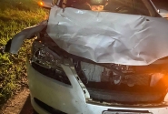 Carro atropela vaca em Ilhota; animal no foi encontrado
