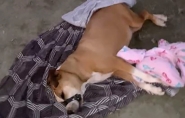Cadela  encontrada morta e amordaada no Santa Terezinha, em Gaspar