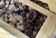 Criana encontra cobra 'falsa-coral' em creche de Gaspar e bombeiros so acionados