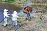 Morrem guas atacadas por abelhas em Gaspar