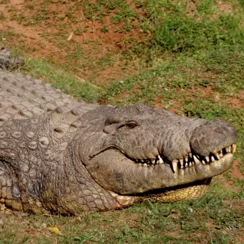 Crocodilo mais velho da histria completa 124 anos