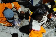 Bombeiros resgatam filhote de gato preso em tubulao em Gaspar