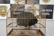 Filhote de tucano  encontrado em gaiola e jovem  preso por venda de animal silvestre em Ilhota