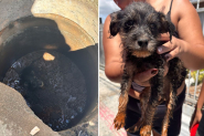 Bombeiros salvam filhote de cachorro preso em bueiro em Ilhota