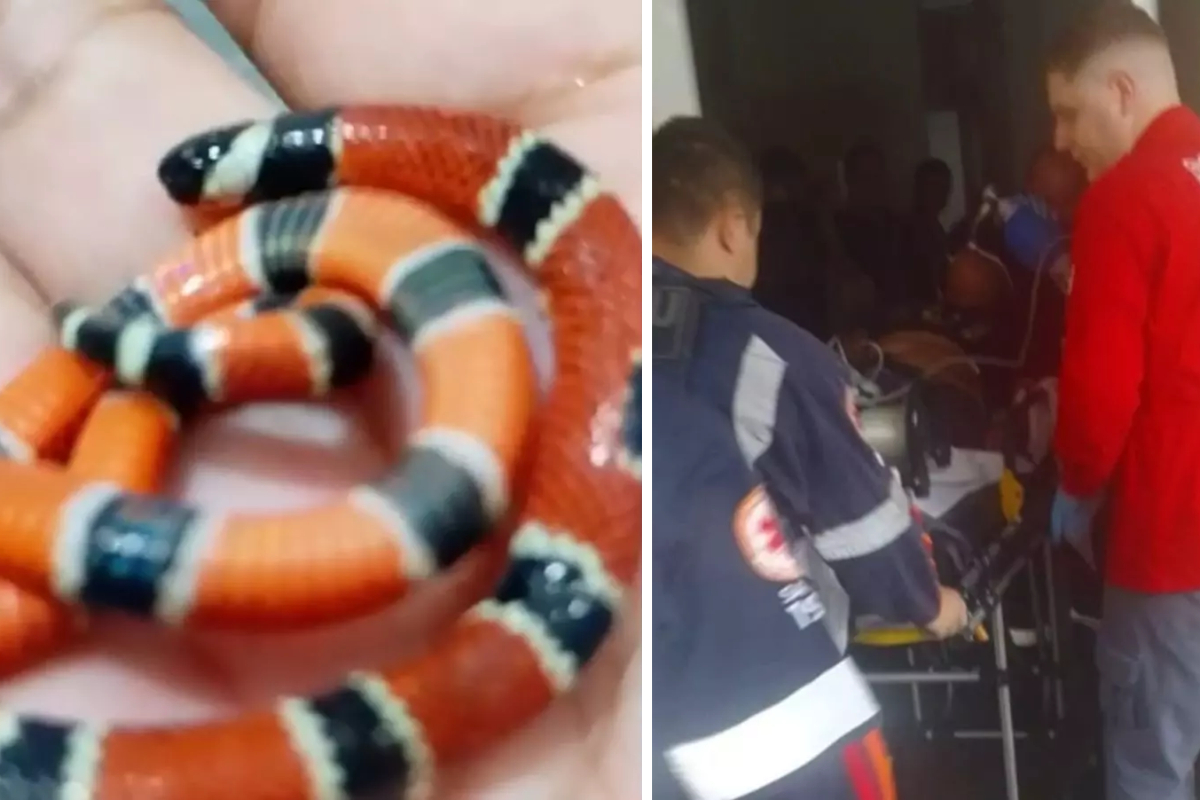 Vigilante de creche  picada por coral verdadeira e mata cobra no dente em SC