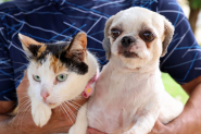 Censo Animal vai mostrar informaes de ces e gatos de Gaspar