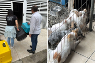 Dono de canil clandestino em Blumenau  presto por maus-tratos aos animais