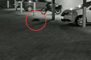 Homem que matou gato com tiro de arma de presso  preso em Blumenau; ele colocou animal em sacola e jogou fora