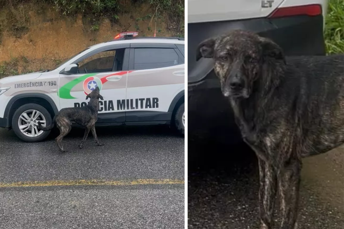 Cachorro segue viatura aps tutor ser preso em SC