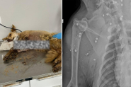 Cadela  resgatada com mais de 20 projteis de chumbinho pelo corpo em Gaspar