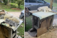 Falso veterin�rio � preso em flagrante em Blumenau: ele 'operava' animais em 'centro cir�rgico' em rancho insalubre