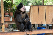 Homem � preso por maus-tratos a macaco-prego em Blumenau