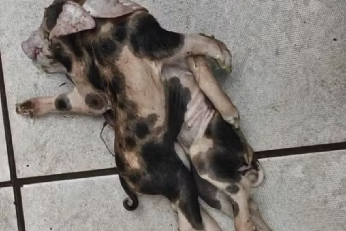 Leit�o nasce com dois corpos, uma cabe�a e seis patas em propriedade rural de SC