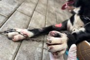 Homem � preso depois de arrastar cachorro por um quil�metro amarrado a caminh�o em Blumenau
