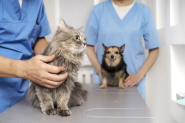 Fam�lias de Gaspar podem se cadastrar para receber castra��o gratuita de c�es e gatos